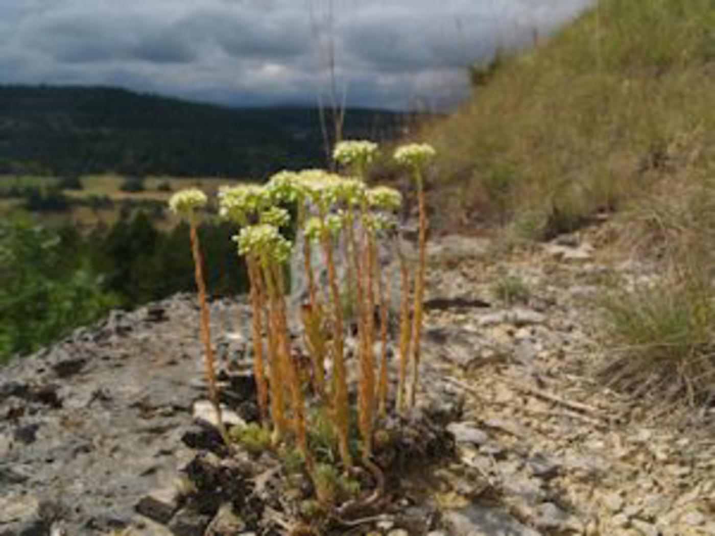 Stonecrop, Pale plant